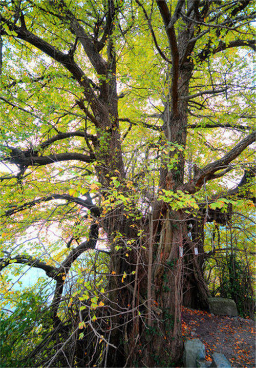 ��ľ�Ř���B�o