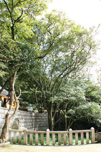 �����Z����